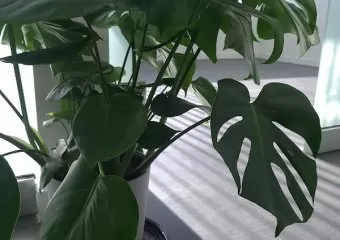 The Beauty Touch